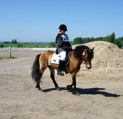 Foto & Copyright: Viking Ponnycenter